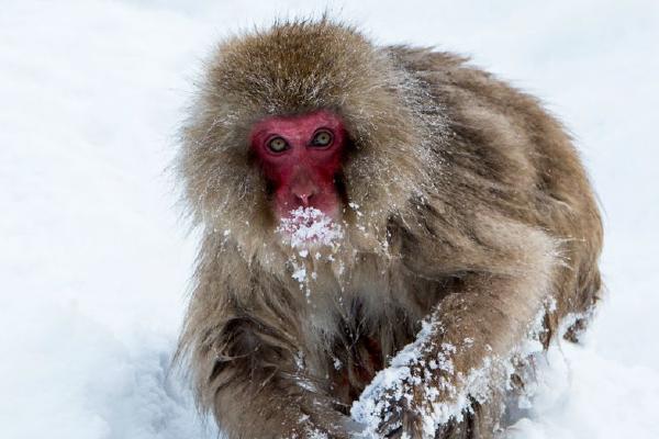 Snow Monkey foraging for food Yamanouchi Japan (%!s(<nil>)) - 