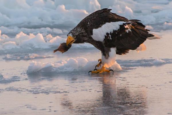 Stellars Eagle with fish Hokaido Japan (%!s(<nil>)) - 