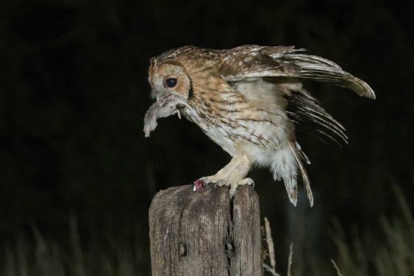 Tawny Owl (%!s(<nil>)) - 