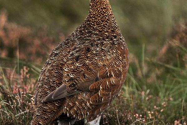 Wary Red Grouse (%!s(<nil>)) - 