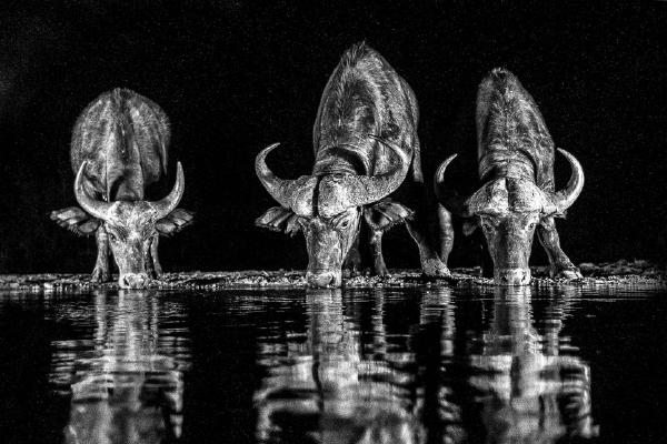 Water Buffalo at drinking pool (%!s(<nil>)) - 