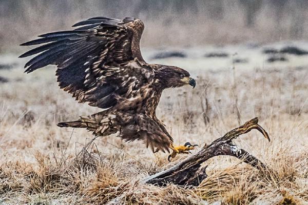 White Tailed Eagle (%!s(<nil>)) - 