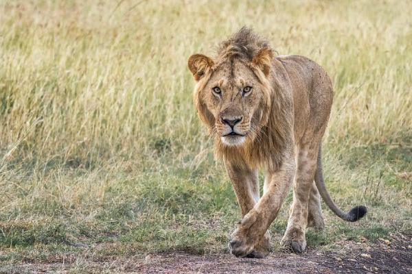 Young Male Lion (%!s(<nil>)) - 