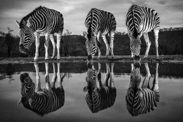 Zebra at Water hole (%!s(<nil>)) - 