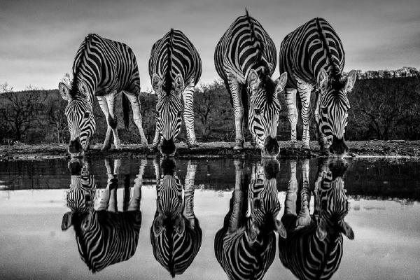 Zebra at drinking pool at dawn (%!s(<nil>)) - 