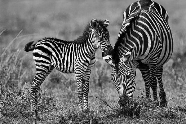 Zebra with foal (%!s(<nil>)) - 