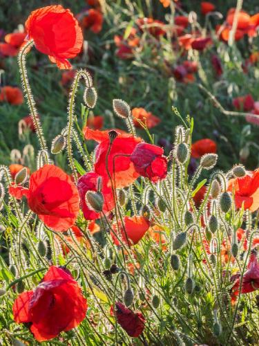 Backlight Poppies (%!s(<nil>)) -