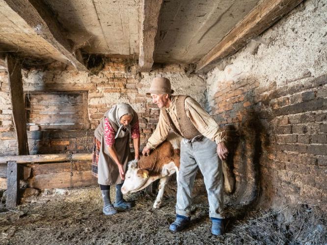 New Born Calf Romania (%!s(<nil>)) -