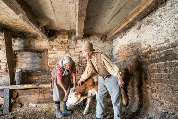 New Born Calf Romania (%!s(<nil>)) - 