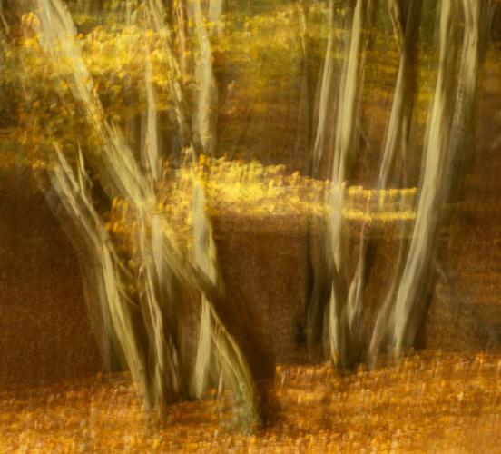 Autumn Dream (%!s(<nil>)) -