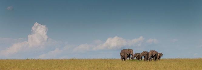 Big Animals Bigger Place (%!s(<nil>)) -