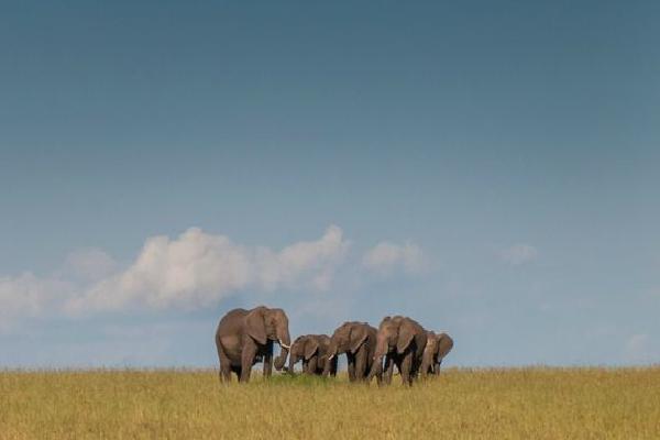 Big Animals Bigger Place (%!s(<nil>)) - 