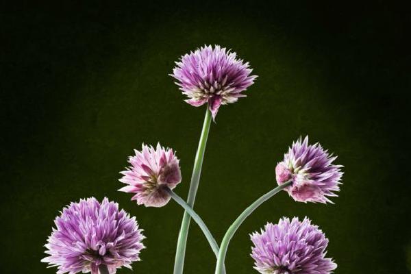 Chives in Flower (%!s(<nil>)) - 
