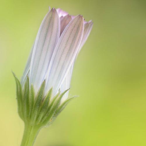 Closed Osteospermumr (%!s(<nil>)) -