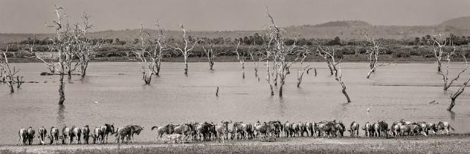 Dead Trees and Drinking Wilderbeast (%!s(<nil>)) -