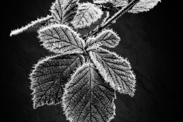 Frosted Brambles (%!s(<nil>)) - 