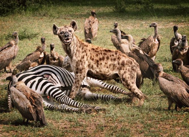 Hyena Feeds Whilst Vultures await their Turn (%!s(<nil>)) -