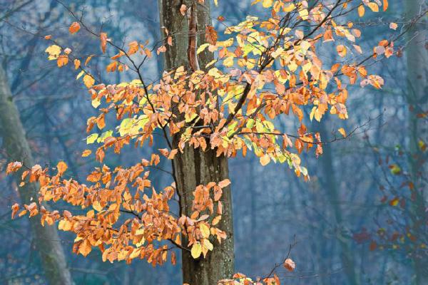 Leaves Showing Off (%!s(<nil>)) - 