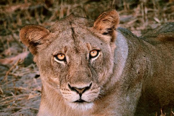 Lion Watches the Watcher as the African Sun Rises (%!s(<nil>)) - 