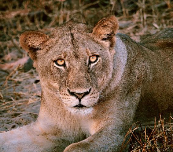 Lion Watches the Watcher as the African Sun Rises (%!s(<nil>)) -