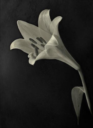 Natural Elegance (%!s(<nil>)) -