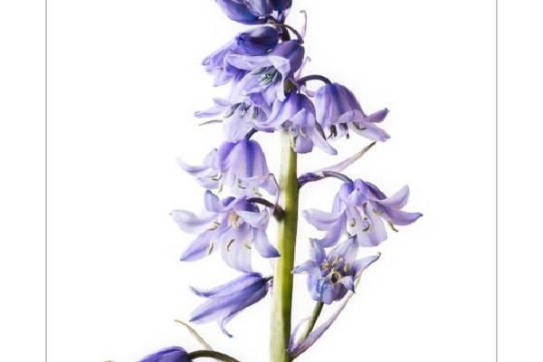Portrait of a Bluebell (%!s(<nil>)) - 