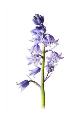 Portrait of a Bluebell (%!s(<nil>)) -