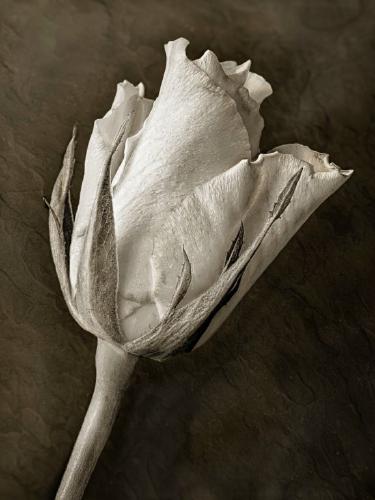 Rose By Window Light (%!s(<nil>)) -