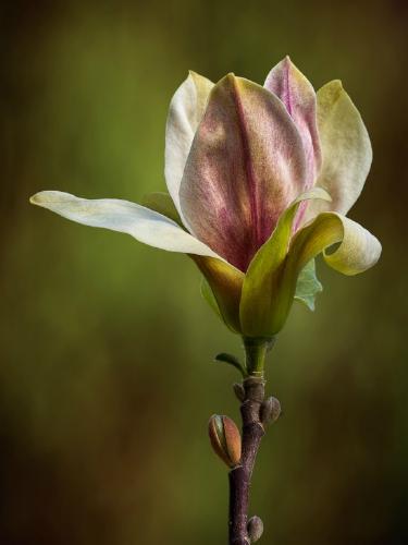 Sunbathing Magnolia (%!s(<nil>)) -