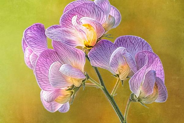 Sweet Pea (%!s(<nil>)) - 