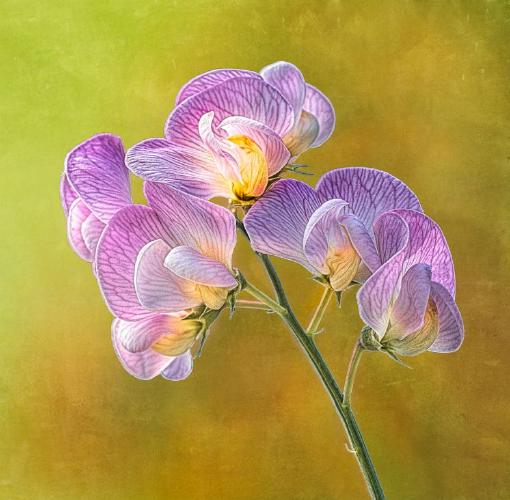 Sweet Pea (%!s(<nil>)) -