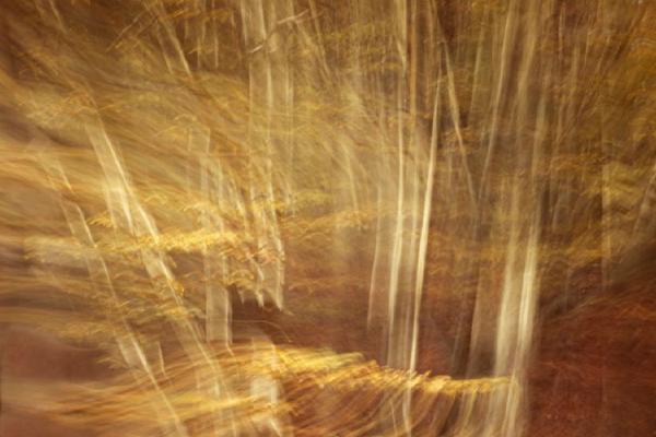 The Flame Trees of Donyland Woods (%!s(<nil>)) - 