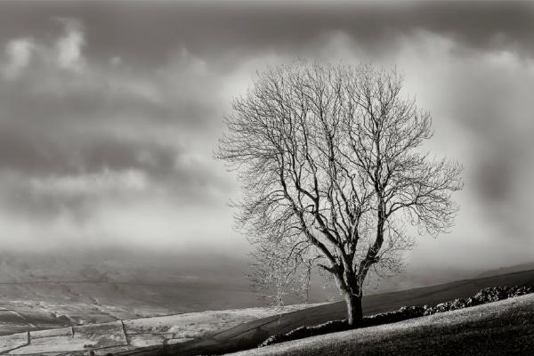 Tree with a View (%!s(<nil>)) - 