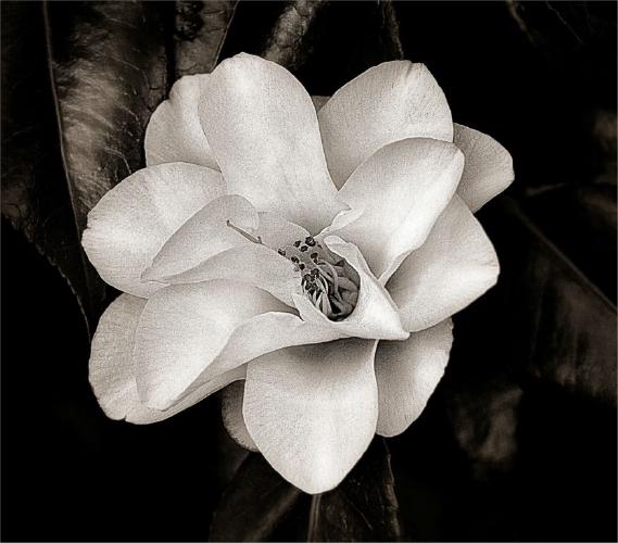 Whire Camellia (%!s(<nil>)) -