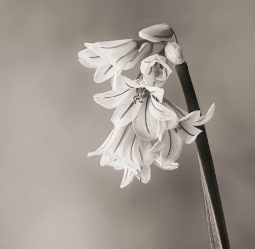 White Bluebell Allium Triquetrum (%!s(<nil>)) -