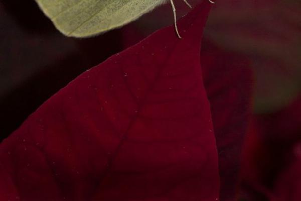 Cabbage white on Poinsettia (%!s(<nil>)) - 