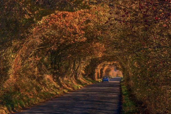 Driving through the Autumn Canopy (%!s(<nil>)) - 