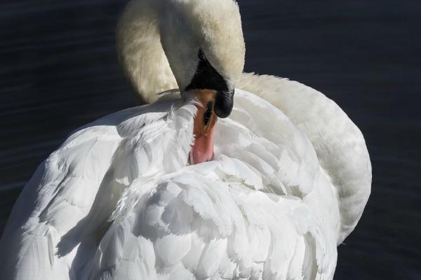 Elegant feather preener (%!s(<nil>)) - 