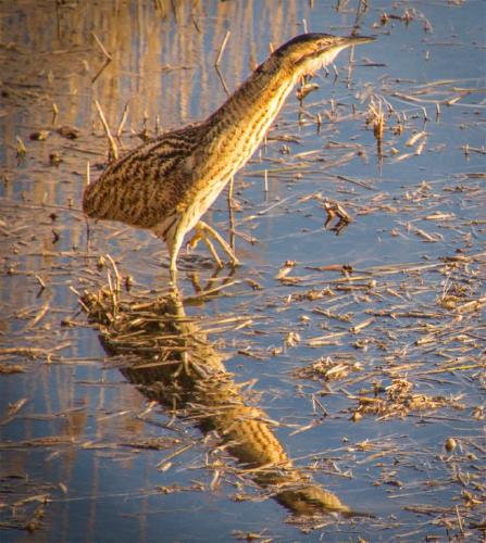 Elusive Bittern (%!s(<nil>)) -