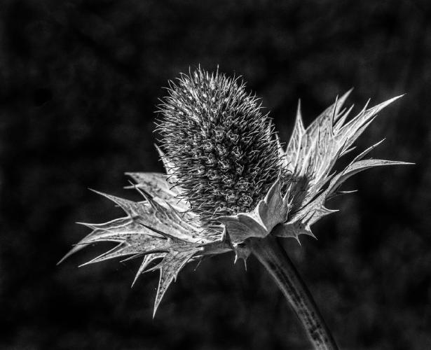Eryngium Sea Holly (%!s(<nil>)) -
