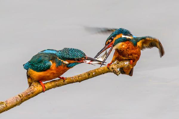Female Kingfisher Receiving Catch From Male (%!s(<nil>)) - 