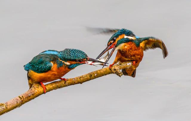 Female Kingfisher Receiving Catch From Male (%!s(<nil>)) -