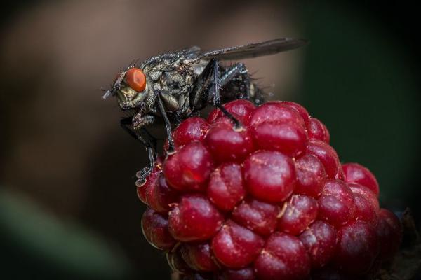 Fly on ripening blackberry (%!s(<nil>)) - 