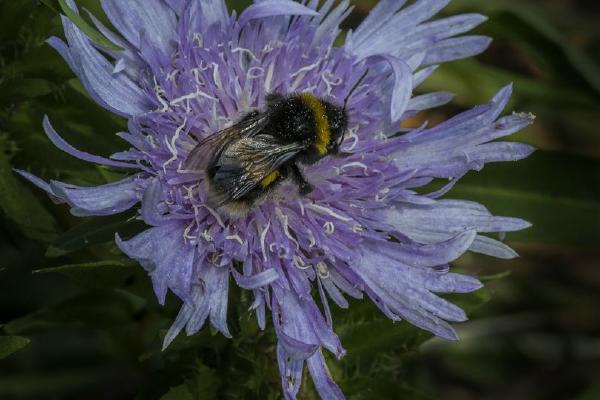 Gathering nectar Green Island Gardens (%!s(<nil>)) - 
