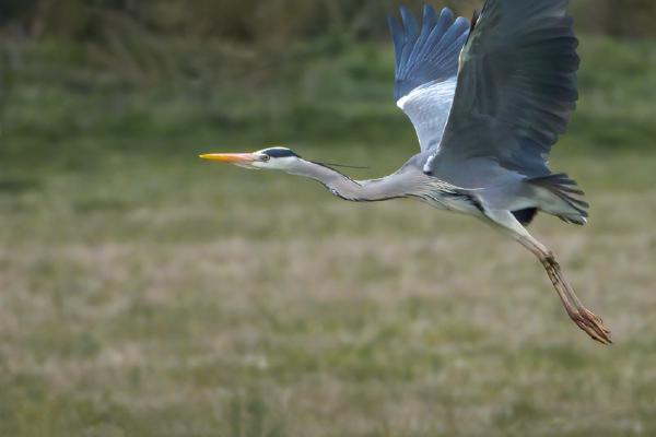 Grey Heron Taking Flight (%!s(<nil>)) - 