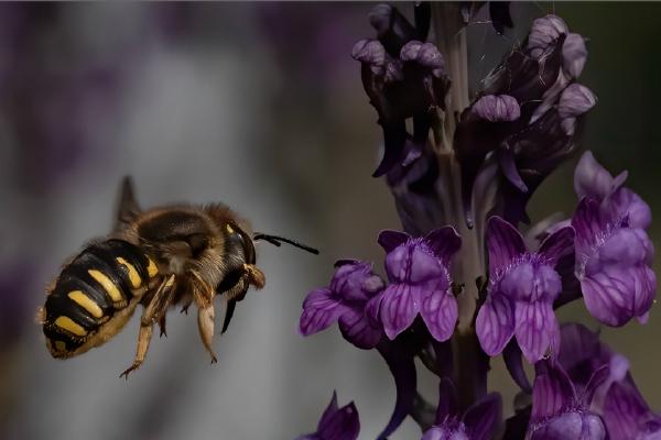 Honey Bee approaching Purple Toadflax (%!s(<nil>)) - 