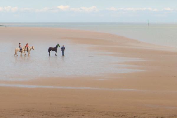 Horses at the shoreline (%!s(<nil>)) - 