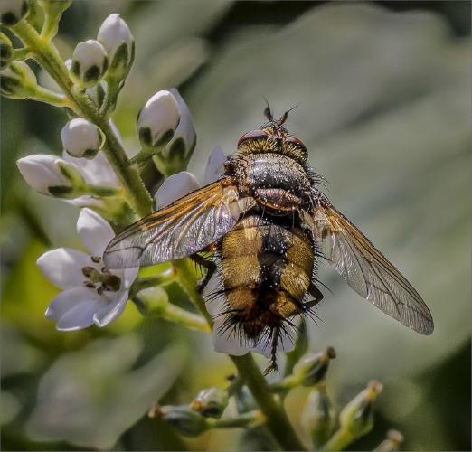 Hoverfly feeding (%!s(<nil>)) -