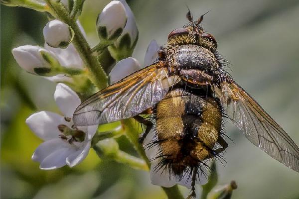 Hoverfly feeding (%!s(<nil>)) - 