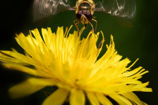 Hovering Hoverfly (%!s(<nil>)) - 
